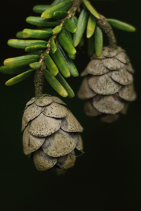 Spirit of the Twilight brother's