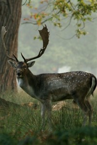 The Secret Stag Master