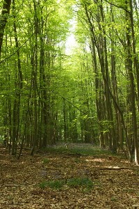 The Lumberjack In The Parliament