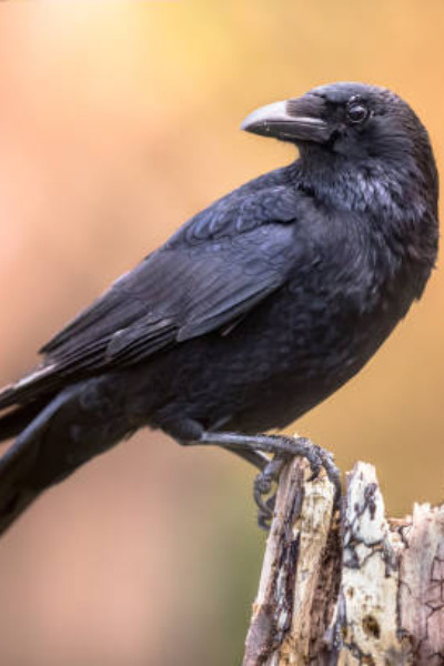 The Crow and the Falcon