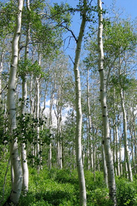 The Verant Chronicles Series - Book One: Fractured Empire