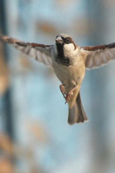 There is Providence in the fall of a Sparrow